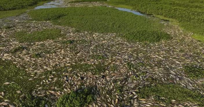 巴西聖保羅州20噸魚群「集體暴斃」   腐爛魚屍漂河面 死因曝光
