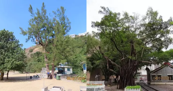 南灣泳灘及香港鐵路博物館兩棵古樹需移除  康文署：保障公眾安全