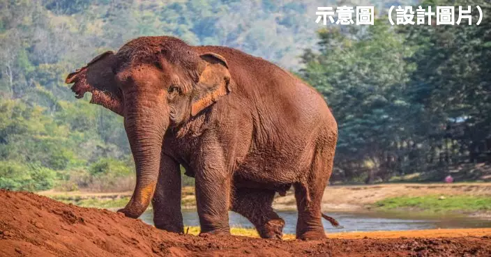 物種滅絕危機！ 研究：過去50年 全球野生動物數量平均減少73％