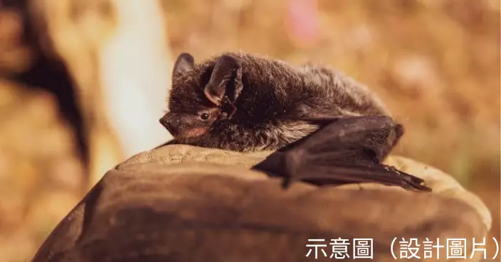 生存環境受多重因素威脅 英國蝙蝠數量下降敲響警鐘