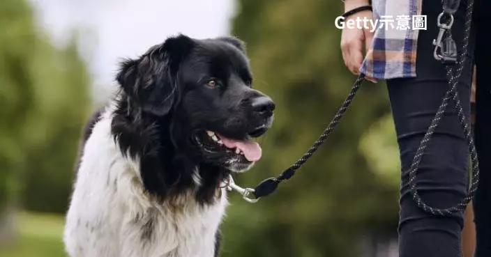 印度流浪狗被收養後報恩！2犬捨命擊退11名刀手  英勇保護家中女主人