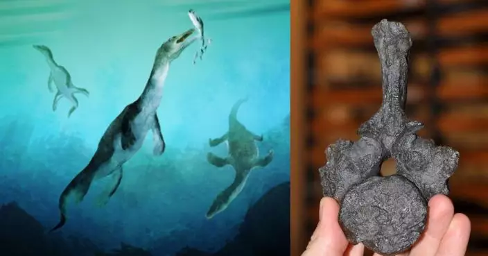 南半球最古老海洋爬行動物化石！新西蘭驚見2.46億年前「海中巨龍」化石