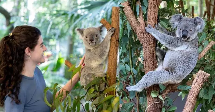 為免樹熊壓力過大   澳洲「孤松樹熊動物園」不再提供抱抱體驗