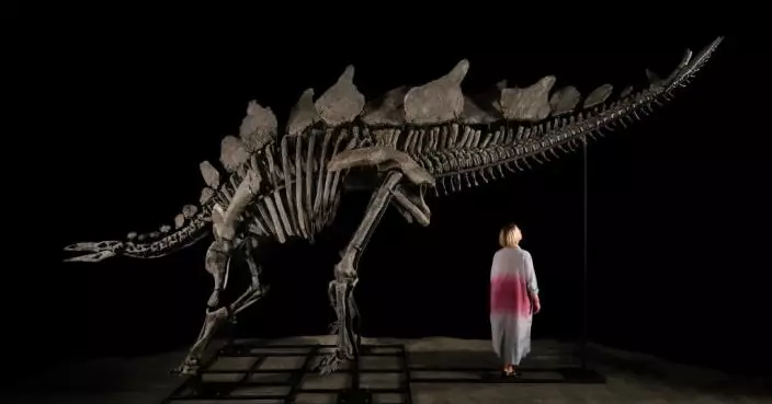 「近乎完美劍龍化石」即將拍賣 成交價估計高達600萬美元
