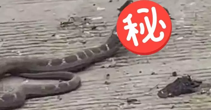 四川鄉村驚現「長角黑蛇」網民揭錯位真相 真實身份原來係……