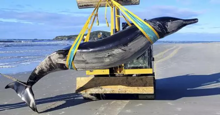 新西蘭海灘現神秘鯨魚遺骸    身長5米或為罕見「鏟齒鯨」