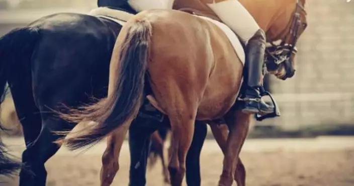 掛牛頭賣馬肉！土耳其救濟湯藏賽馬晶片　揭退役冠軍馬遭屠宰冒充牛肉