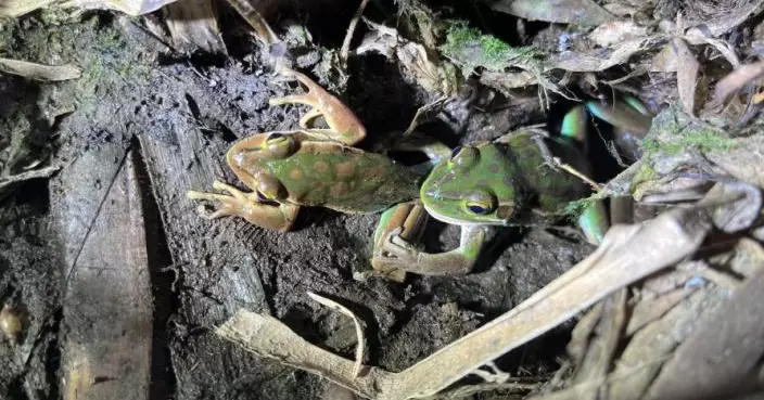 青蛙都會食同類！澳科學家揭雄蛙求偶時或被雌蛙當獵物 遇「致命危機」