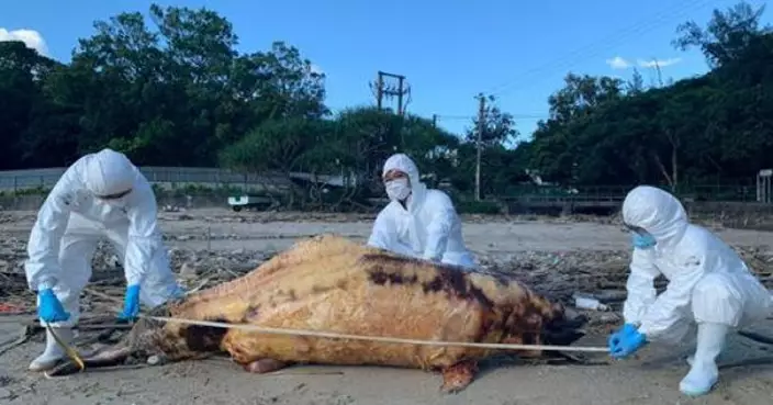 貝澳天后廟附近沙灘發現兩條中華白海豚屍體