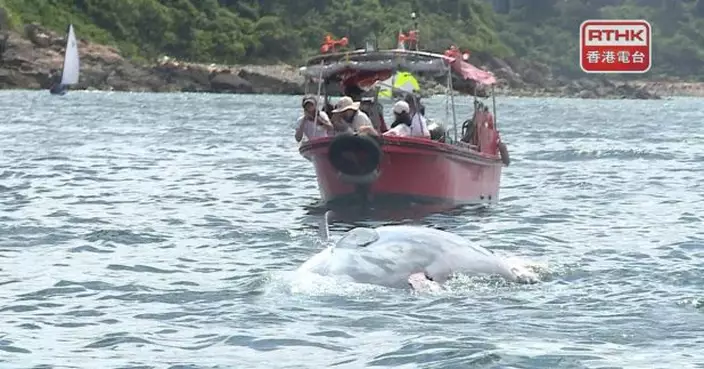 漁護署稱不建議觀鯨活動　提醒海上使用者見到鯨魚時減慢船速