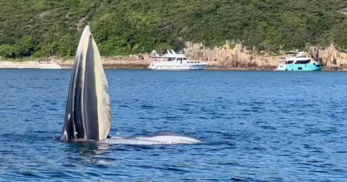 漁護署：不建議觀鯨活動　籲船隻見到鯨魚時應慢速