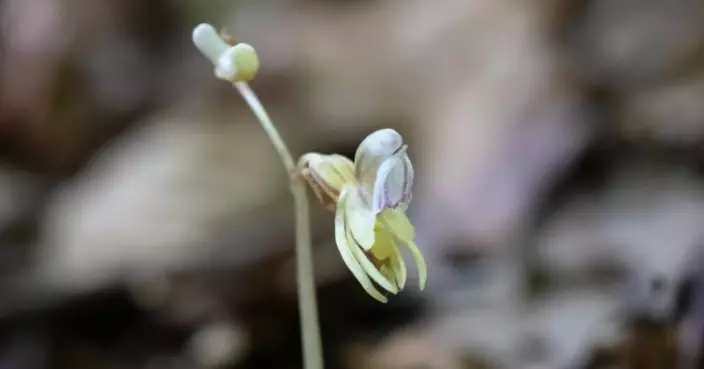 罕見！英國幽靈蘭「滅絕」15年後重現森林深處 目擊開花百年一遇