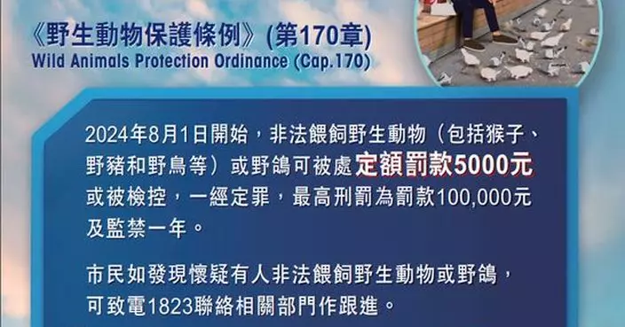 禁餵飼野鴿新修訂條例即日起生效 李世榮倡加強向旅客宣傳