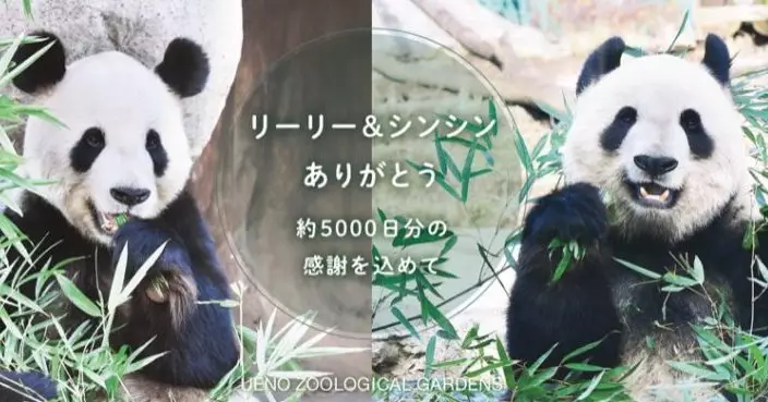 日本上野動物園一對大熊貓 因健康原因下月提早返國