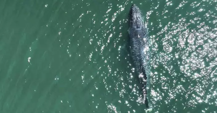 無尾座頭鯨美國西海域漂流 形同失去雙腿苦況令人心痛