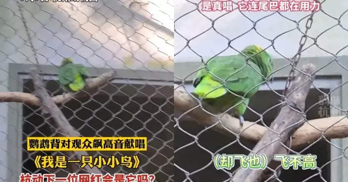 杭州動物園鸚鵡籠中淒厲高歌《我是一隻小小鳥》 網民笑：唱出心聲！