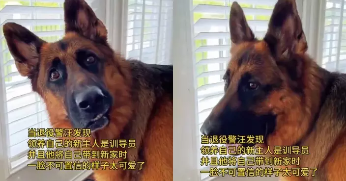 警犬退役被領養驚喜見故友 見新飼主竟是昔日領犬員超興奮