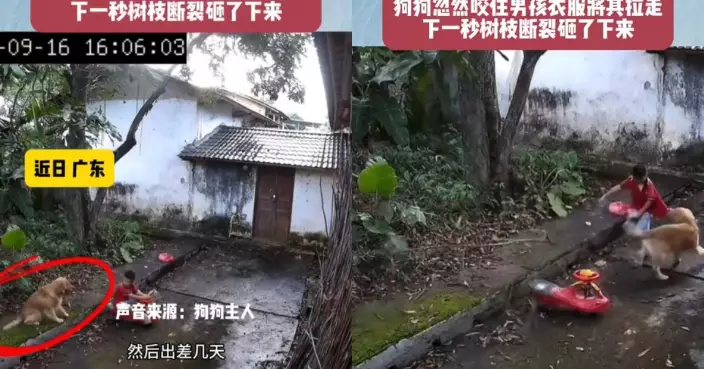 男童庭院玩耍突遭狗狗咬衫拉走 下秒樹枝斷裂掉落 網讚：好有靈性！