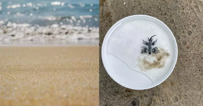 以毒水母為食！美海灘驚現「藍海龍」 專家籲：小心附近隱藏大軍出沒