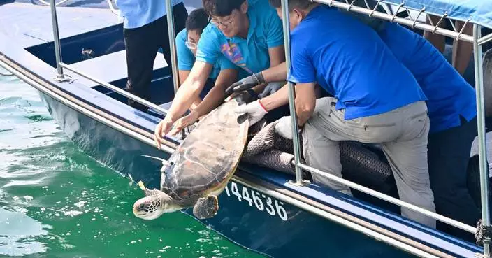 漁護署放流綠海龜　植入晶片追蹤動向制定適當存護措施