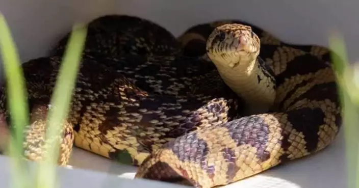 全球首創！美動物園冷凍精子助瀕危路易斯安那松蛇獲新生