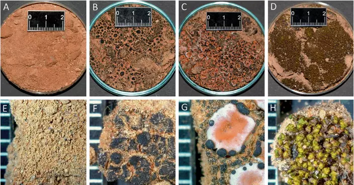 用土種「土」？國外學者研究種植隱生土壤以應對氣候變化