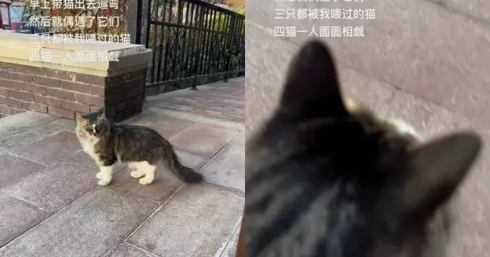 飼主帶家貓散步偶遇「3隻餵過流浪貓」 似撞小三 網笑：正印來了！