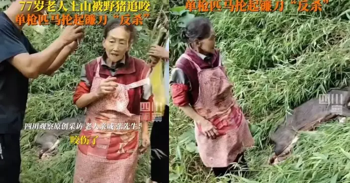 菜園工作突遭野豬襲擊咬傷 雲南7旬婦揮鐮刀砍殺成功自保