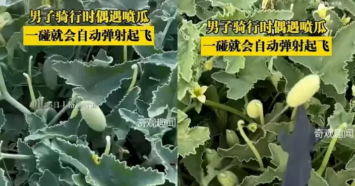 內地男遊格魯吉亞巧遇「植物地雷」 輕輕觸碰果實即噴水超神奇