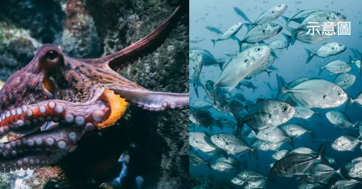 海底惡霸八爪魚竟養「魚奴」？唔勤力揾嘢食就要遭暴打