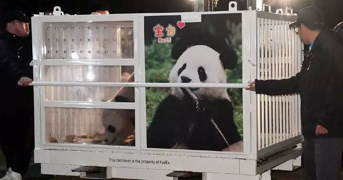 大熊貓寶力及青寶啓程前往華盛頓國家動物園 展開10年旅美生活