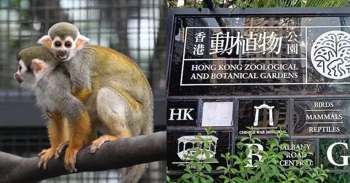 動植物公園接受隔離觀察松鼠猴死亡 漁護署將解剖確定死因