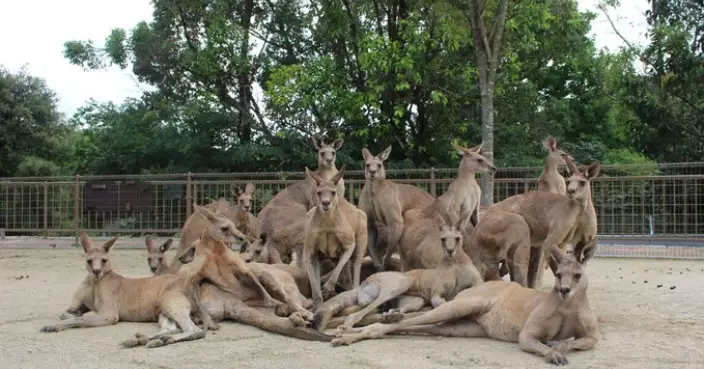 AKB48袋鼠！日動物園袋鼠影大合照自行排位擺甫士 勁似偶像團體