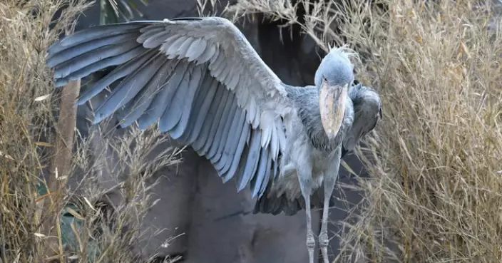 鳥類甫士大賽！日動物園鯨頭鸛低頭鞠躬展開巨大右翅似「紳士」！