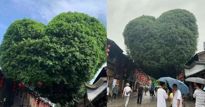 福州網紅「愛心樹」遭修剪變「蜜桃臀」遊客爆笑揶揄：怎麼見人！