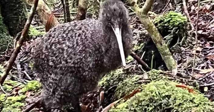 僅剩1.6萬隻！新西蘭國家公園現瀕危「國鳥」   因特殊叫聲聞名