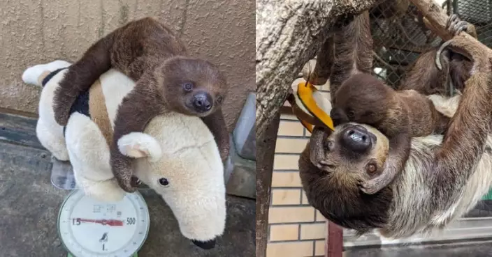 日動物園小樹懶抱大過自己公仔乖巧磅重 可愛畫面萌翻網友