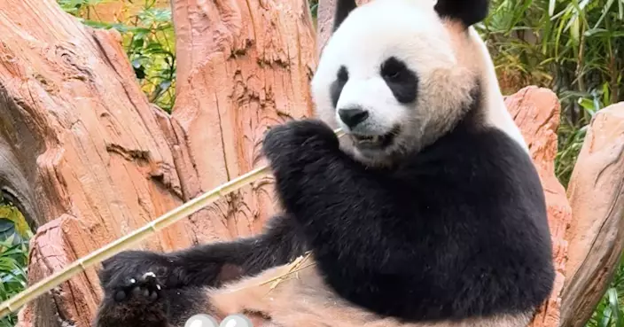 海洋公園發片 大熊貓「安安」坐上「可可」寶座食竹