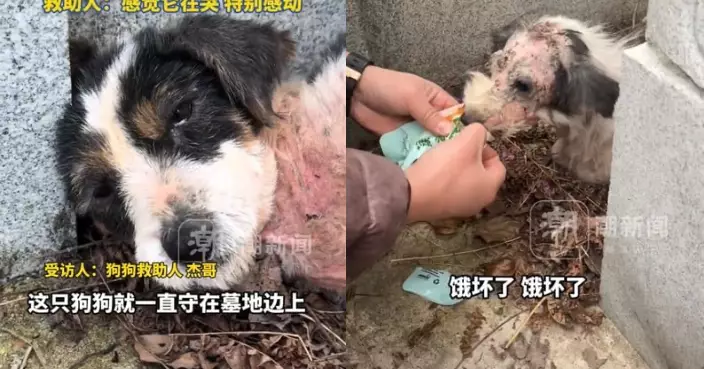 守護已故飼主墓地2年患嚴重皮膚病 江西忠犬獲救助站救治重獲新生