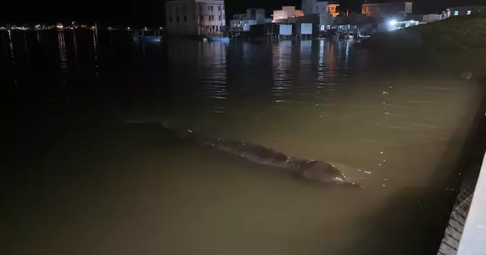 大澳擱淺鯨魚 香港海豚保育學會估為朗氏印太喙鯨