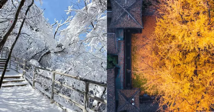 秋冬北上好去處！陝西甘泉千年銀杏披「金妝」太白山滿天飛雪浸溫泉