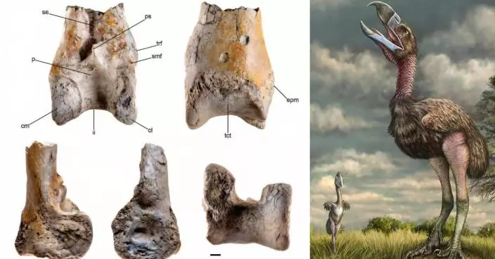 哥倫比亞發現3米高駭鳥化石 重156公斤擁粗壯雙腿和大嘴