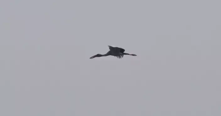 澳洲首次發現H5N1禽流感 意味病毒已蔓延全球各大洲