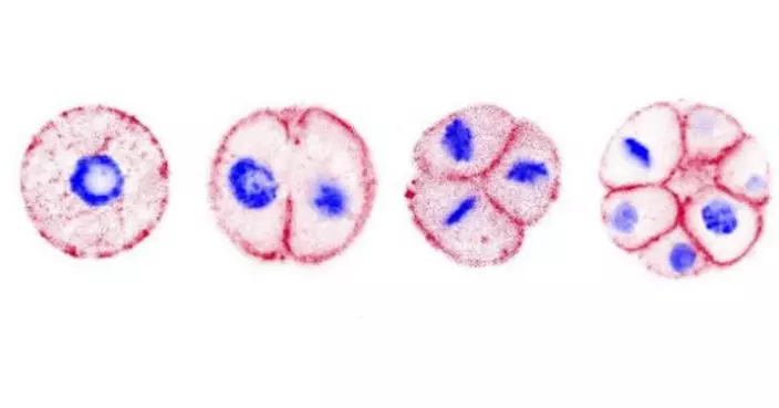 先有雞還是先有蛋？科學家找到「造蛋」關鍵基因  時間或早於動物進化歷程