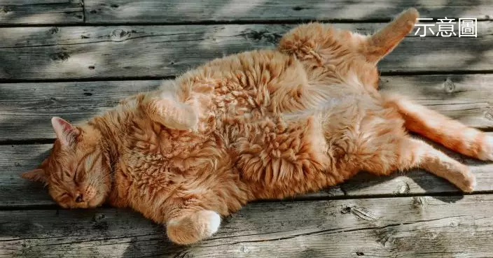 毒殺26隻貓！巴西6旬婦遭重判13年 法官：蓄意謀殺