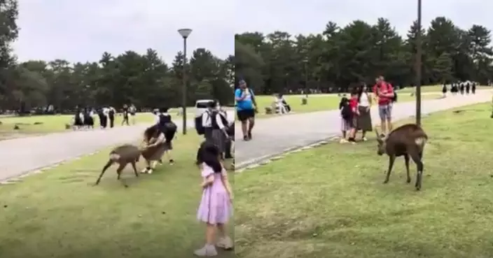 遭奈良鹿角猛頂倒地 女遊客起身仍想繼續餵 熱心大叔秒衝上前阻止