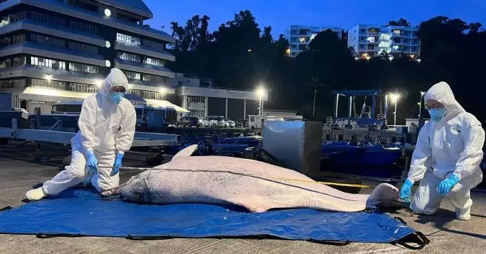 大嶼山海域發現成年中華白海豚屍體