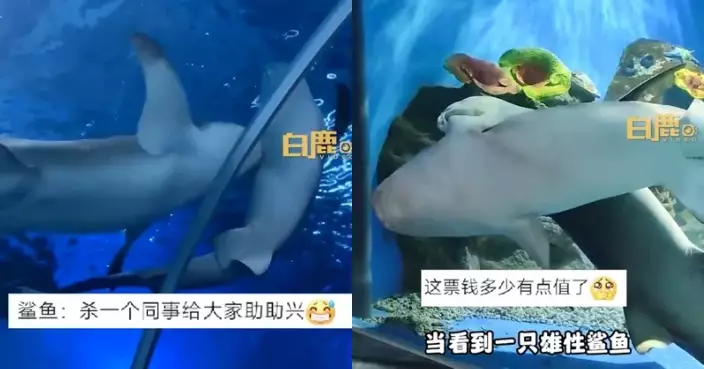 海洋館小鯊魚咬大鯊魚胸鰭 遊客感新奇以為「食同事」 專家揭：18禁行為