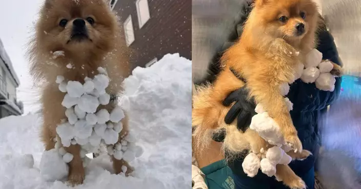 雪地狂奔盡情打滾 博美犬身粘滿雪球如掛「白色大湯圓」萌翻飼主