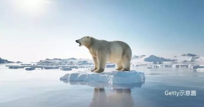 海冰越來越少！氣候變暖迫使北極熊與人類「親密接觸」